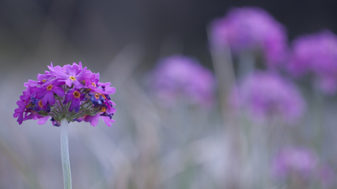 Birds-eye primrose