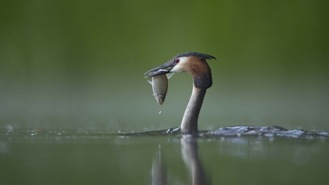 Great Crested Grebe with fish