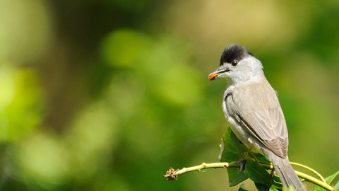 Blackcap male