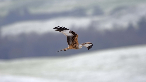 red kite shropshire red kite shropshire