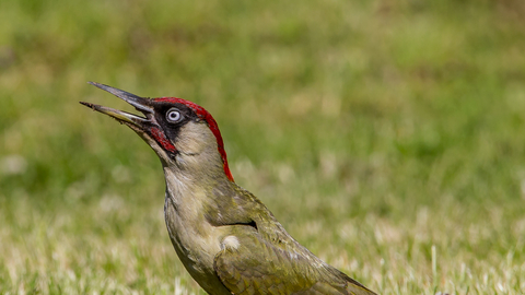 Green woodpecker