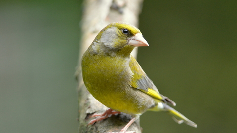 Greenfinch