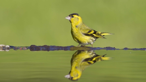 Siskin 