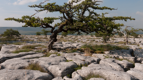 Limestone pavement