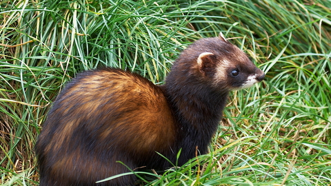 A polecat sat amongst tufts of grass in a field