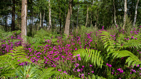 Bracken