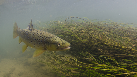 Brown Trout