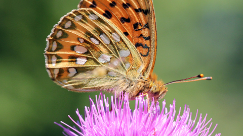 Dark Green Fritillary