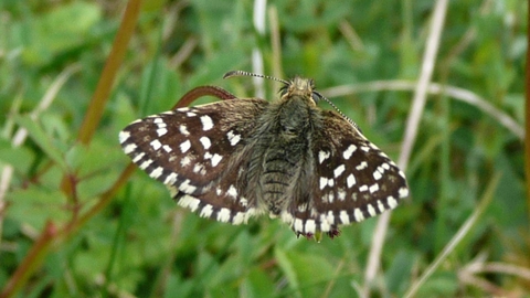 Grizzled Skipper butterfly