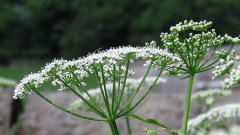 Ground-elder