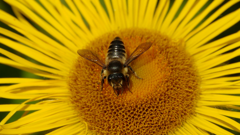 Patchwork Leaf-cutter Bee