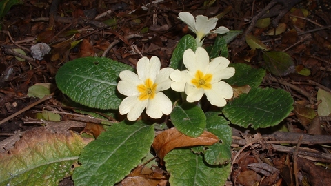 Primrose