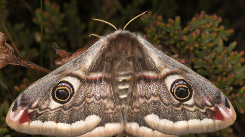 Emperor Moth