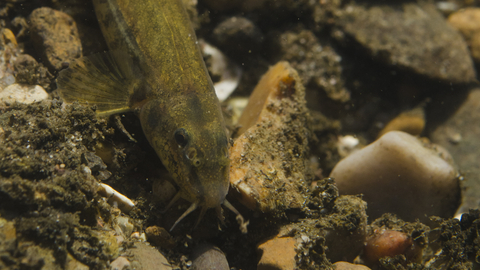 Stone Loach