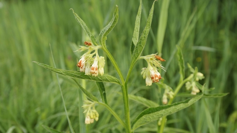 Common Comfrey