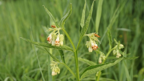 Common Comfrey