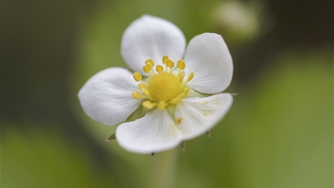 Wild Strawberry