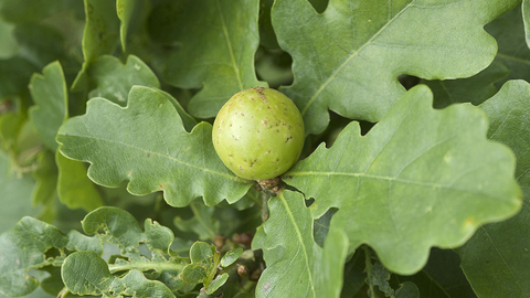 Oak Apple Gall