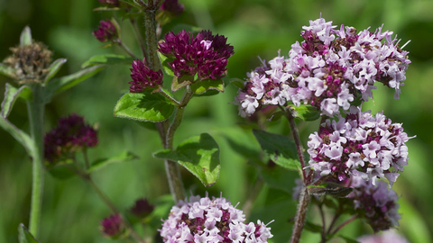 Wild Marjoram