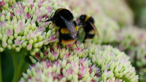 Bees on flowers