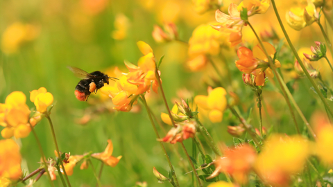 Red-tailed bumblebee