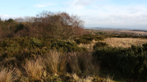 Catherton Common