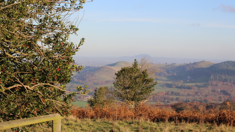 The Hollies nature reserve, Shropshire