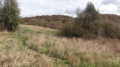 Lightmoor Telford Shropshire bluebells archangel ponds frogs newts toads