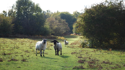 Llynclys Common