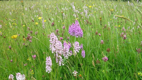 Melverley Meadows