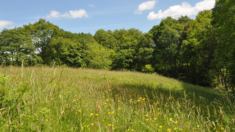 Button Oak Meadow