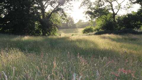 Melverley Meadows