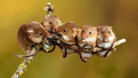 Harvest mice on stick