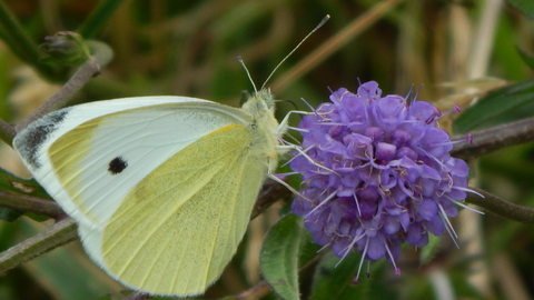 Ruewood Butterflies