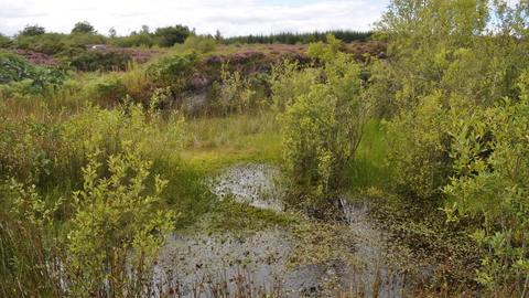 Lower shortditch