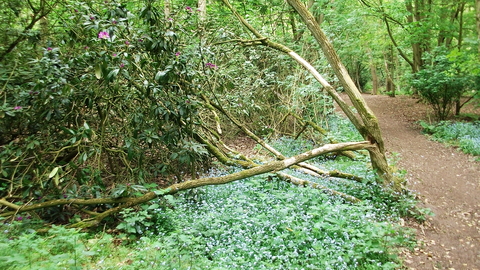 Quarry Wood