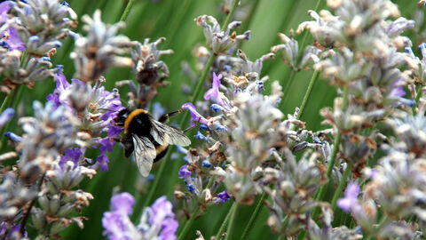 Bumblebee on lavender