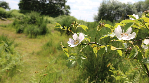 Prees Heath East rose