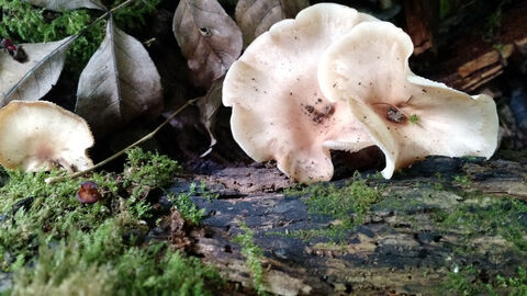 Photo of fungus for fungus Foray