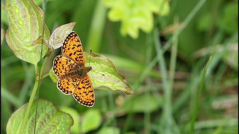Small pearl-bordered