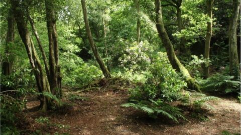 Quarry Wood nature reserve