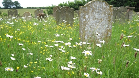 Churchyard wildflowers