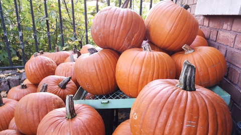 Pumpkin