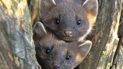 Pine martins