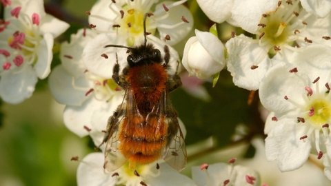 tawny minging bee