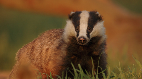 Badger at sunset
