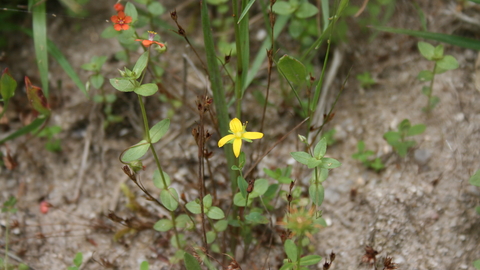 toadflax leaved st johns wort