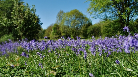 Llynclys Common bluebells