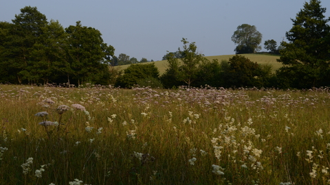 Sweeney Fen