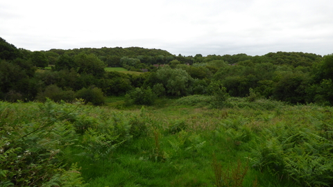 Lightmoor